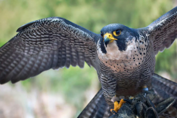 Kathmandu - Chitwan Bird Watching Tour in Nepal